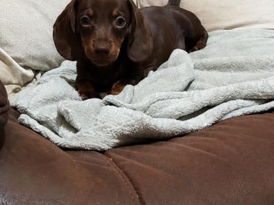 Dachshund puppies in Dublin