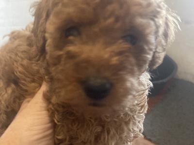 Four beautiful Red Toy Poodles for sale in Galway