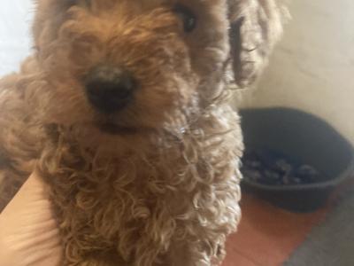 Four beautiful Red Toy Poodles for sale in Galway