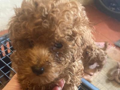 Four beautiful Red Toy Poodles for sale in Galway
