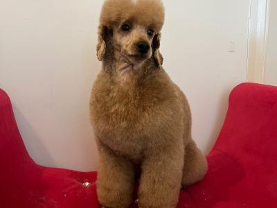 Four beautiful Red Toy Poodles for sale in Galway