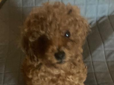 Four beautiful Red Toy Poodles for sale in Galway