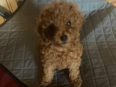 Four beautiful Red Toy Poodle puppies for sale in Galway