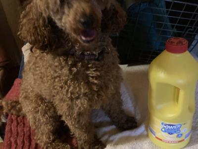 Four beautiful Red Toy Poodles for sale in Galway
