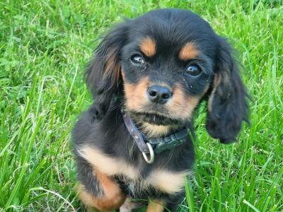 Affectionate & Quiet Stunning Cavalier King Charles Spaniel puppies in Mayo
