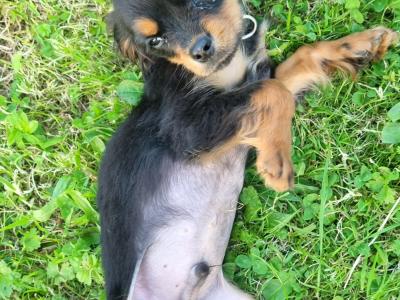 Affectionate & Quiet Stunning Cavalier King Charles Spaniel puppies in Mayo