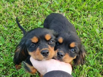Affectionate & Quiet Stunning Cavalier King Charles Spaniel puppies in Mayo
