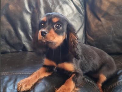 Affectionate & Quiet Stunning Cavalier King Charles Spaniel puppies in Mayo
