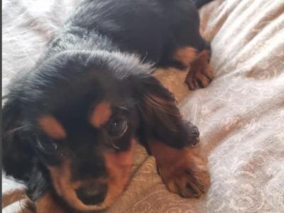 Affectionate & Quiet Stunning Cavalier King Charles Spaniel puppies in Mayo