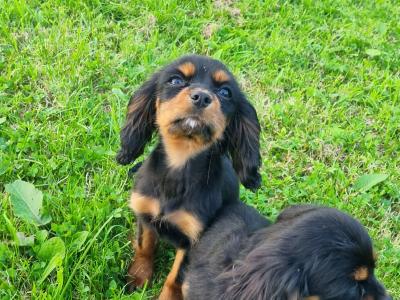 Affectionate & Quiet Stunning Cavalier King Charles Spaniel puppies in Mayo