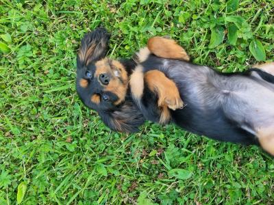 Affectionate & Quiet Stunning Cavalier King Charles Spaniel puppies in Mayo