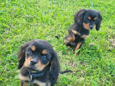 Affectionate & Quiet Stunning Cavalier King Charles Spaniel puppies in Mayo