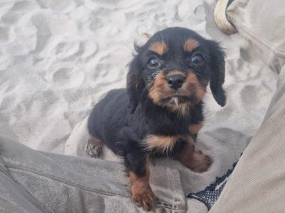 Affectionate & Quiet Stunning Cavalier King Charles Spaniel puppies in Mayo