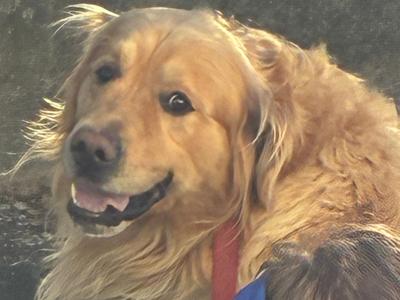 Trevor - Golden Retriever for stud in Wexford
