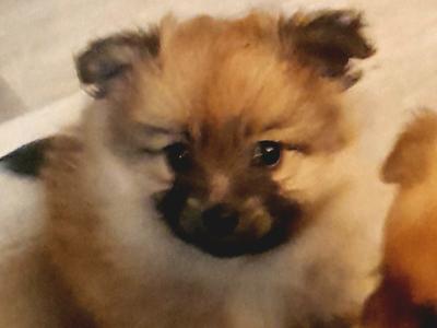 Beautiful Affectionate Pomeranian puppies in Kerry