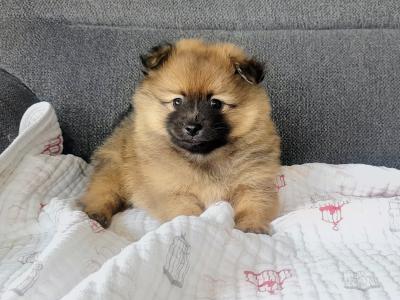Beautiful Affectionate Pomeranian puppies in Kerry