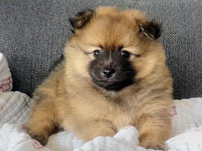 Beautiful Affectionate Pomeranian puppies in Kerry