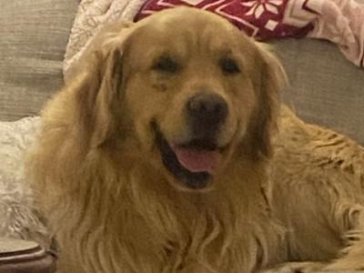 Trevor - Golden Retriever for stud in Wexford