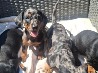Beautiful Dachshund puppies in Cork