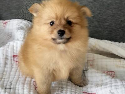 Beautiful Affectionate Pomeranian puppies in Kerry