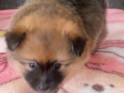 Beautiful Affectionate Pomeranian puppies in Kerry