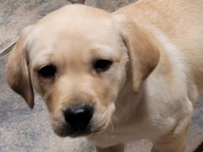Outstanding purebred Labrador pups in Tipperary