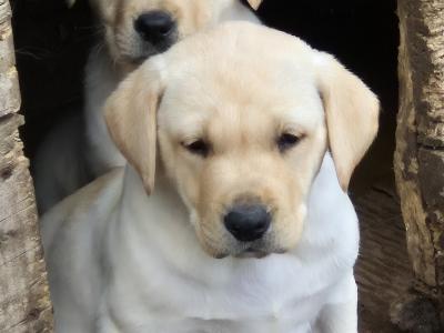 Outstanding purebred Labrador puppies in Tipperary