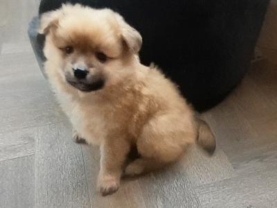 Beautiful Affectionate Pomeranian puppies in Kerry