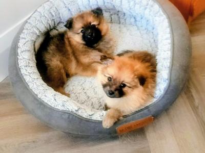 Beautiful Affectionate Pomeranian puppies in Kerry
