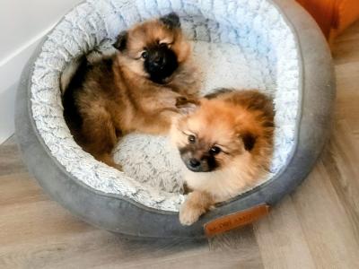 Beautiful Affectionate Pomeranian puppies in Kerry