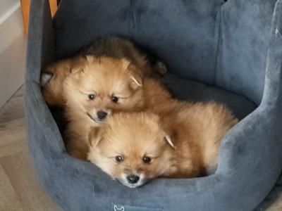 Beautiful Affectionate Pomeranian puppies in Kerry
