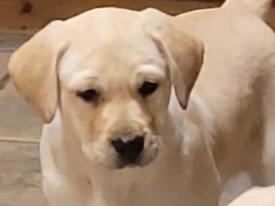 Outstanding purebred Labrador pups in Tipperary