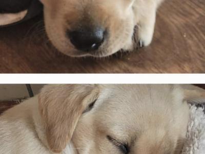 Outstanding purebred Labrador pups in Tipperary