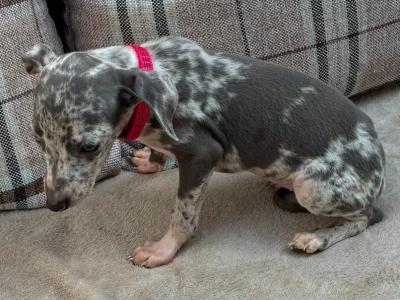 Italian Greyhound X puppies in Limerick