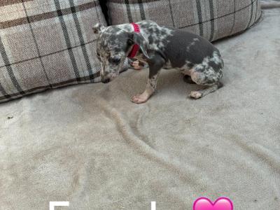 Italian Greyhound puppies in Limerick