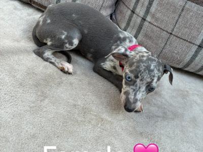 Italian Greyhound puppies in Limerick
