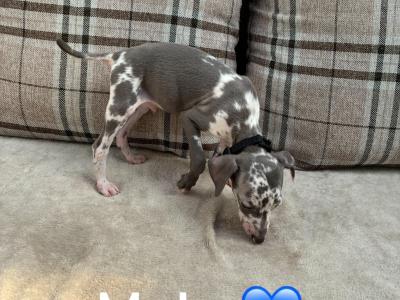 Italian Greyhound puppies in Limerick