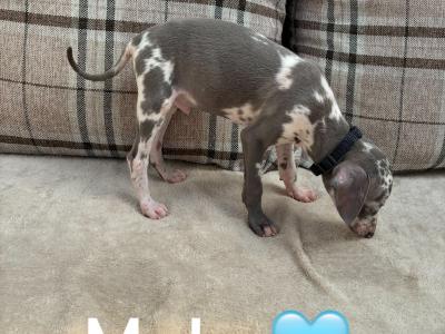 Italian Greyhound puppies in Limerick