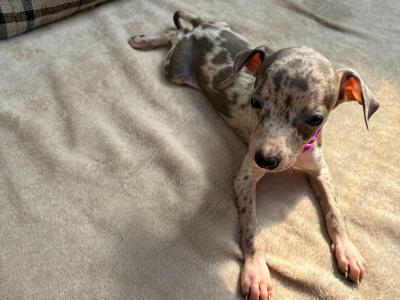 Italian Greyhound X puppies in Limerick