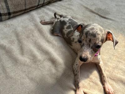 Italian Greyhound puppies in Limerick