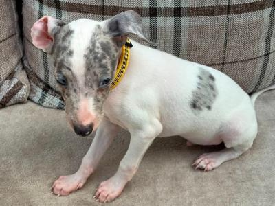 Italian Greyhound X puppies in Limerick