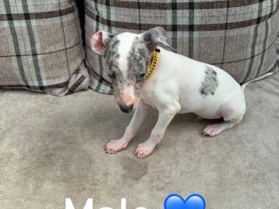 Italian Greyhound puppies in Limerick
