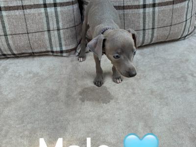 Italian Greyhound puppies in Limerick