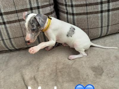 Italian Greyhound puppies in Limerick