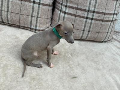 Italian Greyhound puppies in Limerick