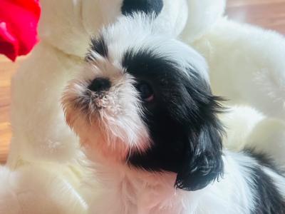 Stunning Purebred ShihTzu Puppies