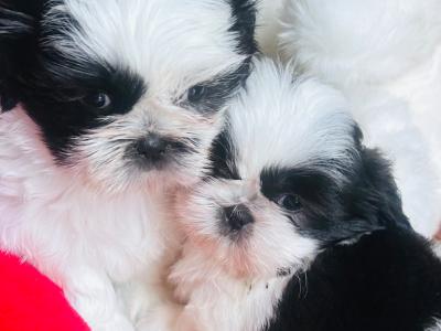 Stunning Purebred ShihTzu Puppies
