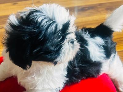 Stunning Purebred ShihTzu Puppies
