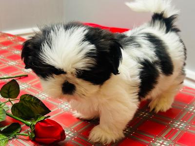 Stunning Purebred ShihTzu Puppies