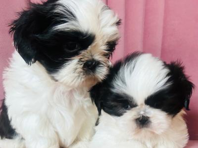 Stunning Purebred ShihTzu Puppies